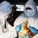 Chile confirma su primer caso de gripe aviar en humanos