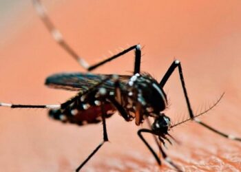 Reporte epidemiológico semanal N° 13: Situación del Dengue