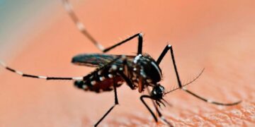 Reporte epidemiológico semanal N° 13: Situación del Dengue