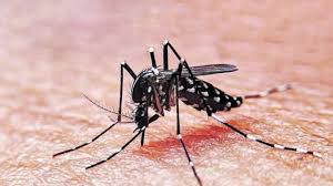 Reporte epidemiológico semanal N° 17: Situación del Dengue