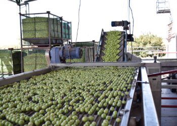 Las empresas estatales agrícolas registraron una temporada de cosechas altamente productiva