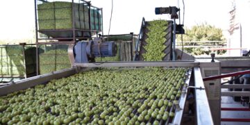 Las empresas estatales agrícolas registraron una temporada de cosechas altamente productiva