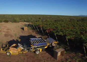 Aniversario Nº11Puertas del Sol: innovando en la producción de uvas con tecnología de punta