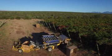 Aniversario Nº11Puertas del Sol: innovando en la producción de uvas con tecnología de punta