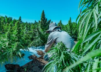 Informan requisitos para que empresas privadas desarrollen actividades vinculadas al cannabis