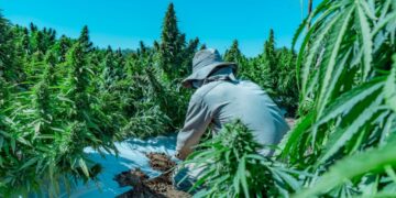 Informan requisitos para que empresas privadas desarrollen actividades vinculadas al cannabis