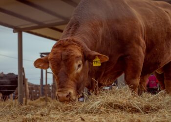 Caudillos Riojanos celebra su segundo aniversario con un mundial ganado