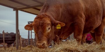 Caudillos Riojanos celebra su segundo aniversario con un mundial ganado