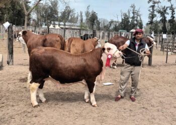 Kayne obtuvo tres nuevos reconocimientos en ExpoBra 2023