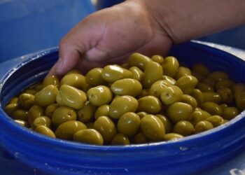 Desarrollo regionalParque Eólico Arauco generará energías limpias utilizando carozos de aceitunas