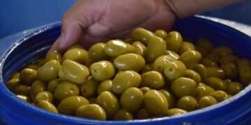 Desarrollo regionalParque Eólico Arauco generará energías limpias utilizando carozos de aceitunas