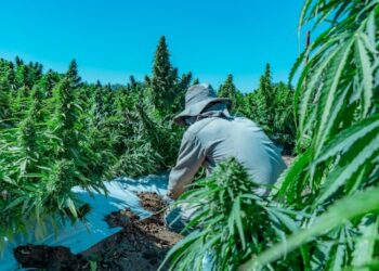 En 2023 se produjo un crecimiento exponencial de la industria cannábica en La Rioja
