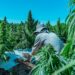 En 2023 se produjo un crecimiento exponencial de la industria cannábica en La Rioja