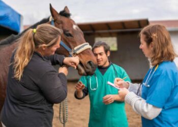 El Ministerio de Salud lanzó una alerta por casos de Encefalomielitis Equina La Rioja