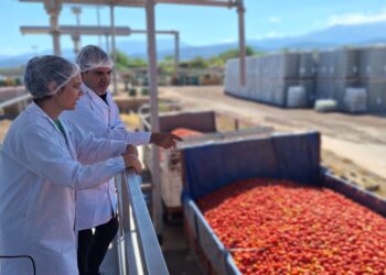 Agroandina estima llegar en 2024 a los 40 millones de kilos de tomates procesados