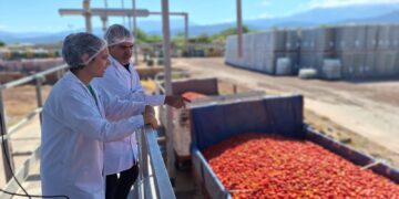 Agroandina estima llegar en 2024 a los 40 millones de kilos de tomates procesados