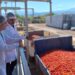 Agroandina estima llegar en 2024 a los 40 millones de kilos de tomates procesados