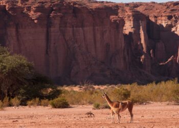 “El turismo internacional es una salida atractiva para los destinos como el nuestro”