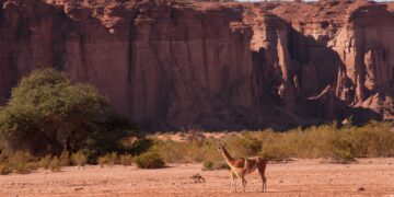 “El turismo internacional es una salida atractiva para los destinos como el nuestro”