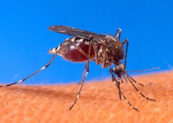 En La Rioja hay 1.052 casos confirmados de dengue y la provincia tiene uno de los índices de contagio más bajos del país