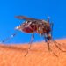 En La Rioja hay 1.052 casos confirmados de dengue y la provincia tiene uno de los índices de contagio más bajos del país