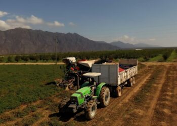 Agroandina alcanzó en abril el mismo récord de cosecha logrado en 2023