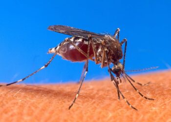Autoridades de Salud confirmaron el cuarto fallecimiento por dengue
