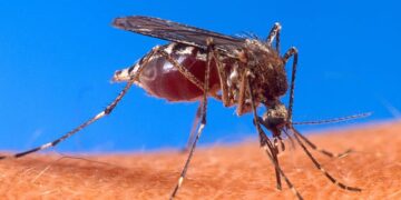 Autoridades de Salud confirmaron el cuarto fallecimiento por dengue