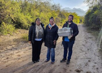 EL MUNICIPIO LIBERÓ UNA COMADREJA ADULTA EN LA ZONA DE JUAN CARO