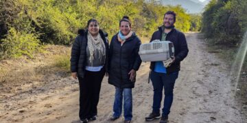 EL MUNICIPIO LIBERÓ UNA COMADREJA ADULTA EN LA ZONA DE JUAN CARO