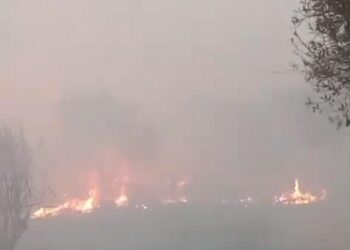 Se encuentra contenido un incendio forestal en San Blas de los Sauces