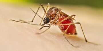 El COE confirma un caso de dengue en la zona oeste de la Capital