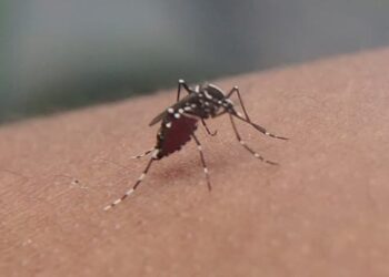 El Comité Estratégico confirmó el segundo caso de dengue en la zona oeste de la Capital