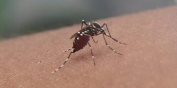 El Comité Estratégico confirmó el segundo caso de dengue en la zona oeste de la Capital
