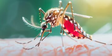 Se confirma un nuevo caso de dengue importado en la Capital