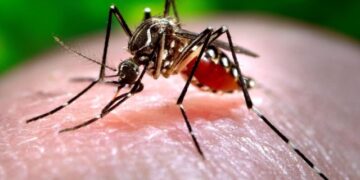 El COE confirma el octavo caso de dengue en Capital