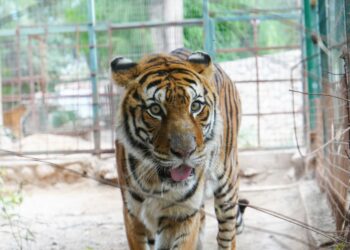 EL MUNICIPIO COMIENZA LOS TRASLADOS DE GRANDES FELINOS AL SANTUARIO TEKOVE MYMBA