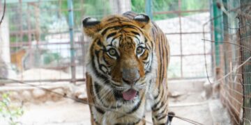 EL MUNICIPIO COMIENZA LOS TRASLADOS DE GRANDES FELINOS AL SANTUARIO TEKOVE MYMBA