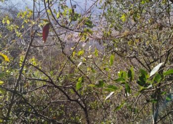 Continúa la búsqueda de José Portugal en zona de montaña