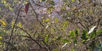 Continúa la búsqueda de José Portugal en zona de montaña