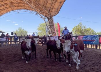 El 4to Remate de Cabañas amplió su alcance regional y reafirmó su apuesta al crecimiento de la ganadería riojana