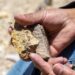 Kallpa avanza en la prospección minera del oeste riojano para identificar nuevas áreas con potencial