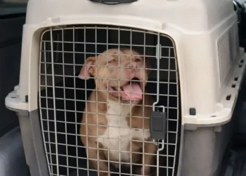 Rescatan 12 perros e investigan criaderos ilegales y peleas clandestinas